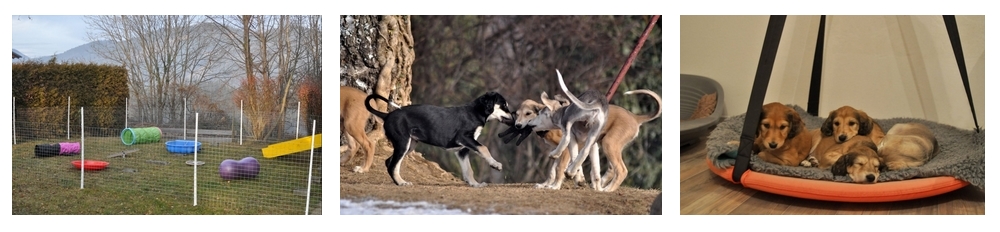 Impressionen und Einblicke in die Aufzucht der Shahdad Salukis