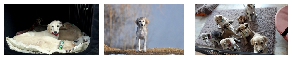 Salukiwelpen, welche schon bald die große Welt erkunden werden
