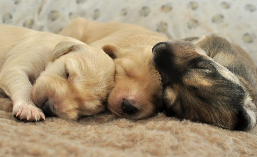 Shahdad Saluki Welpen aus dem A-Wurf, wenige Tage alt