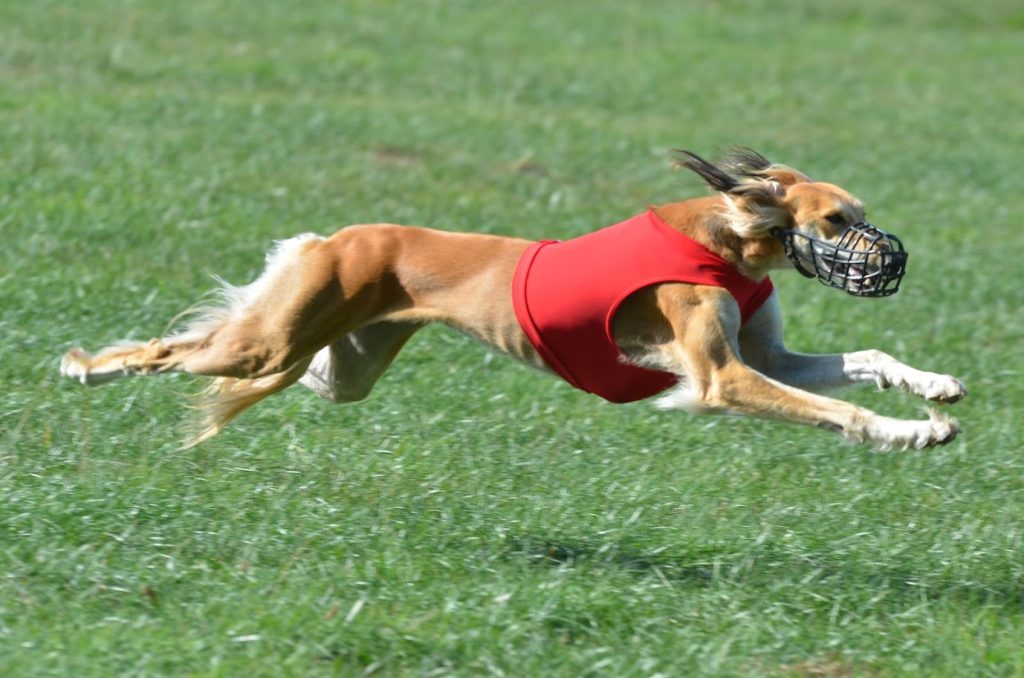 Unsere Salukihündin Halley auf dem Weg zur Sololizenz beim Herbstcoursing in Hassia