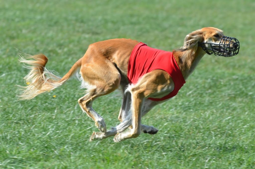 Shahdad Feya Fay'Halley absolviert ihre Sololäufe für die Coursinglizenz in Hassia, Club für Windhundrennen, Volkmarsen