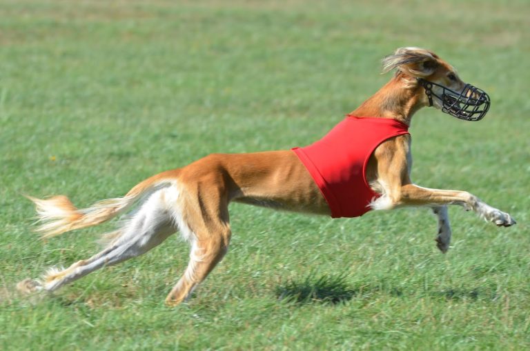 Halley’s Sololizenz