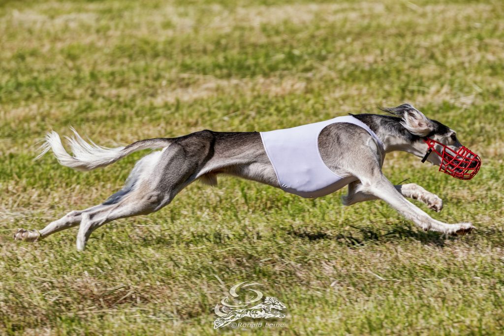 Salukirüde Shahdad El´Mino Evren, diesmal nicht in Hassia Volkmarsen