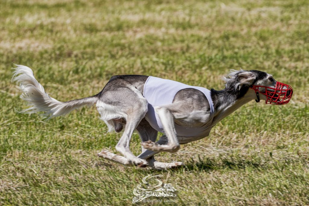Shahdad El´Mino Evren beim Coursing im Sommer, nicht beim Herbstcoursing in Hassia