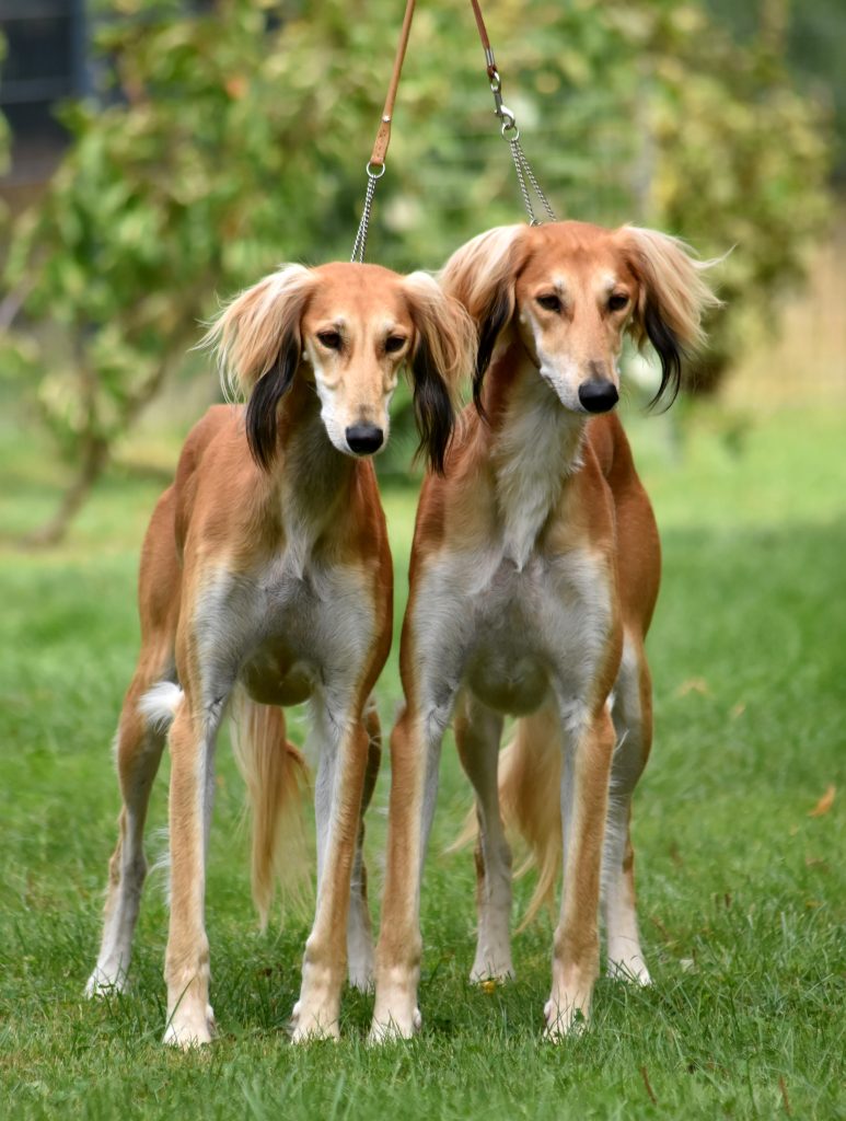 Die Geschwister Halley und Titus