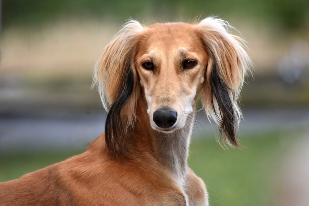 kopfstudie des Teenager Shahdad Feya Fay'Halley