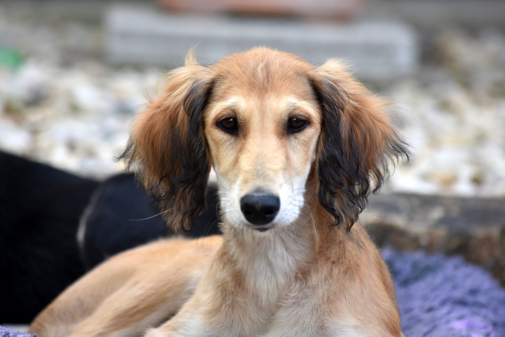 Shahdad Feya Fay'Halley als junger Welpe im Garten