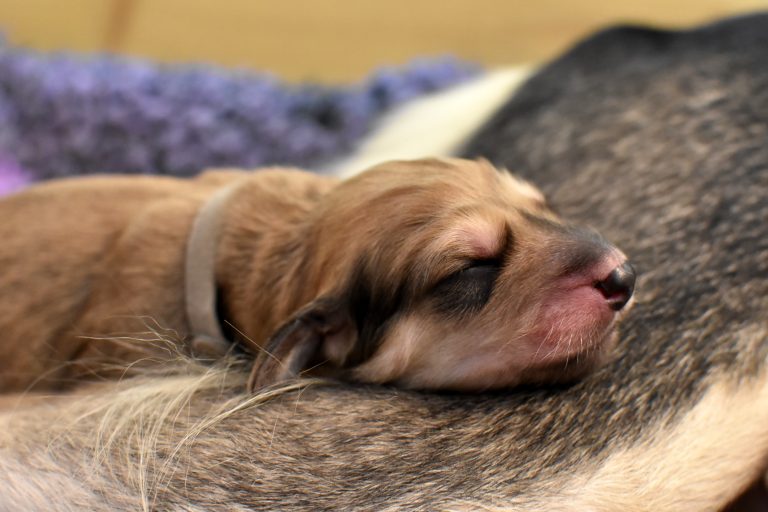 Puppies, Puppies, Puppies…