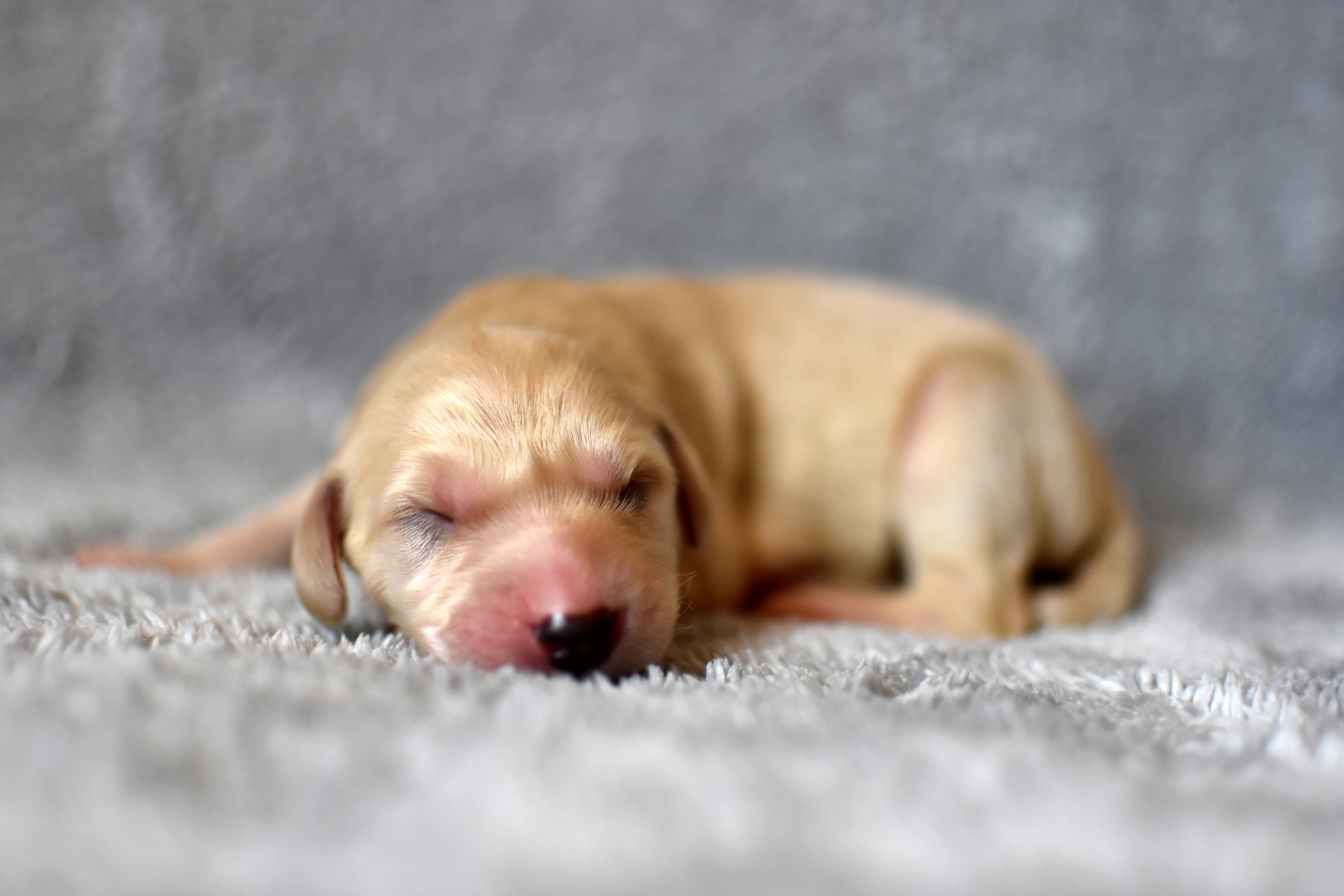 Shahdad Saluki Welpen, G-Wurf, Rüde Nr.7