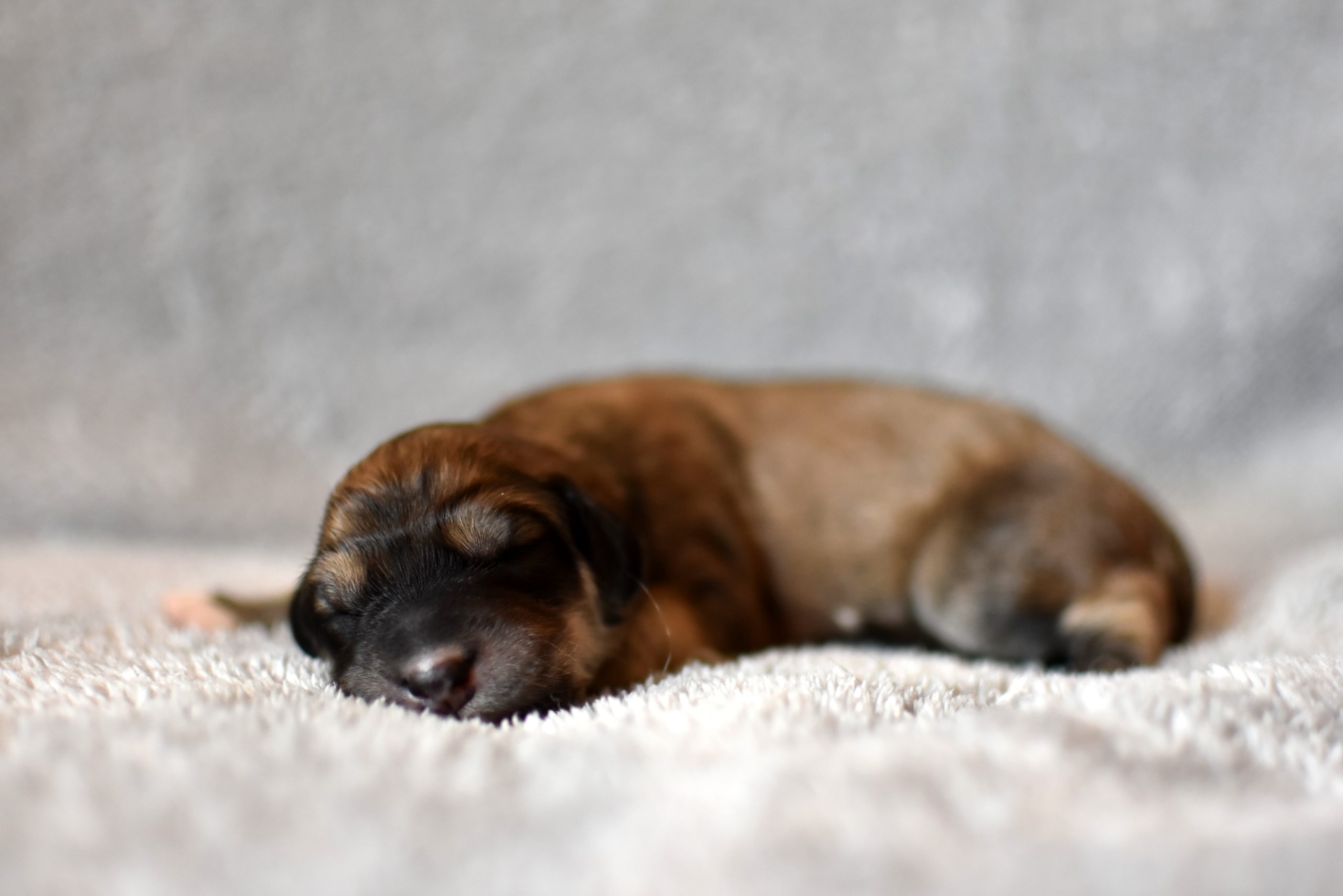 Shahdad Saluki Welpen, G-Wurf, Hündin Nr.1