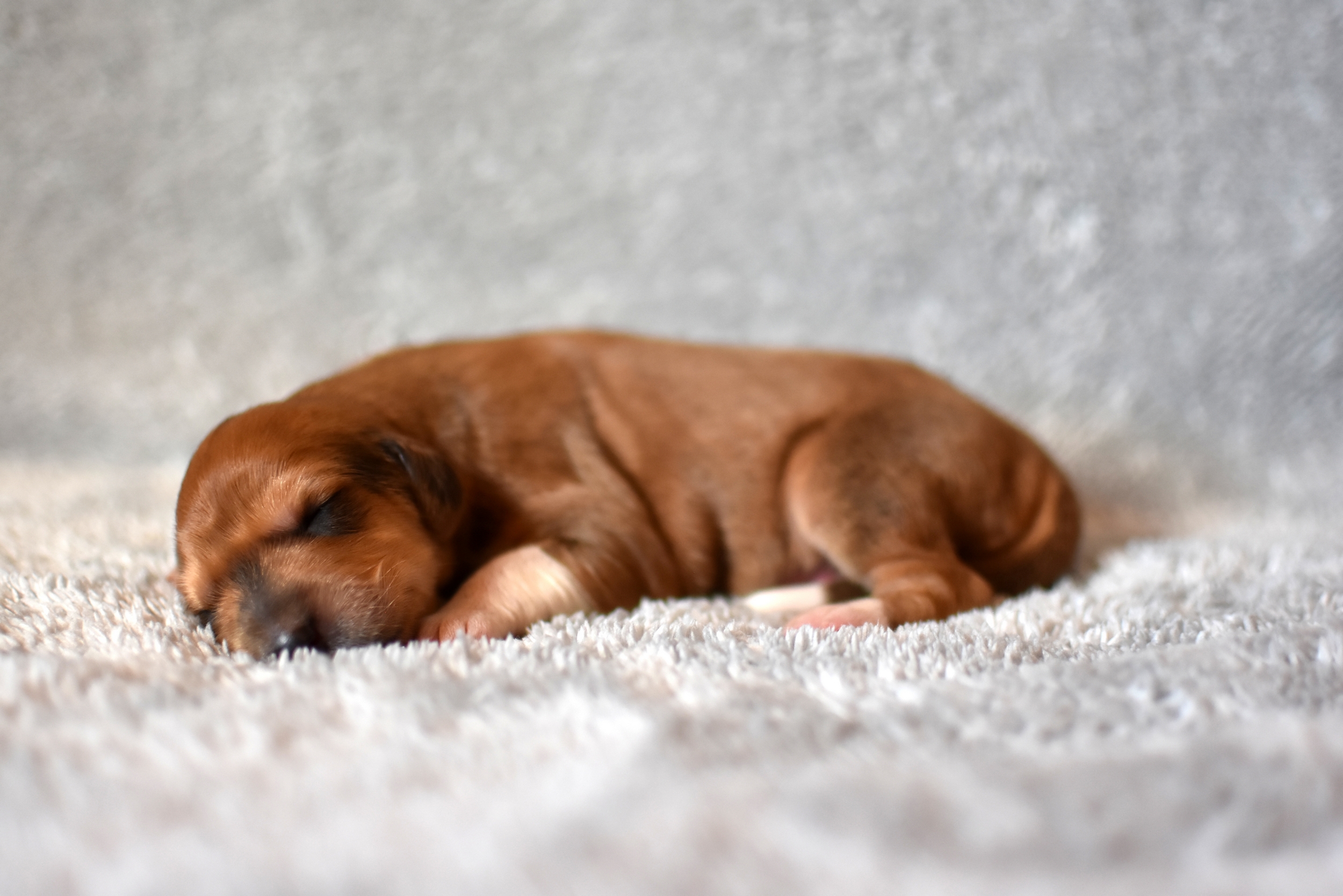 Shahdad Saluki Welpen, G-Wurf, Hündin Nr.4