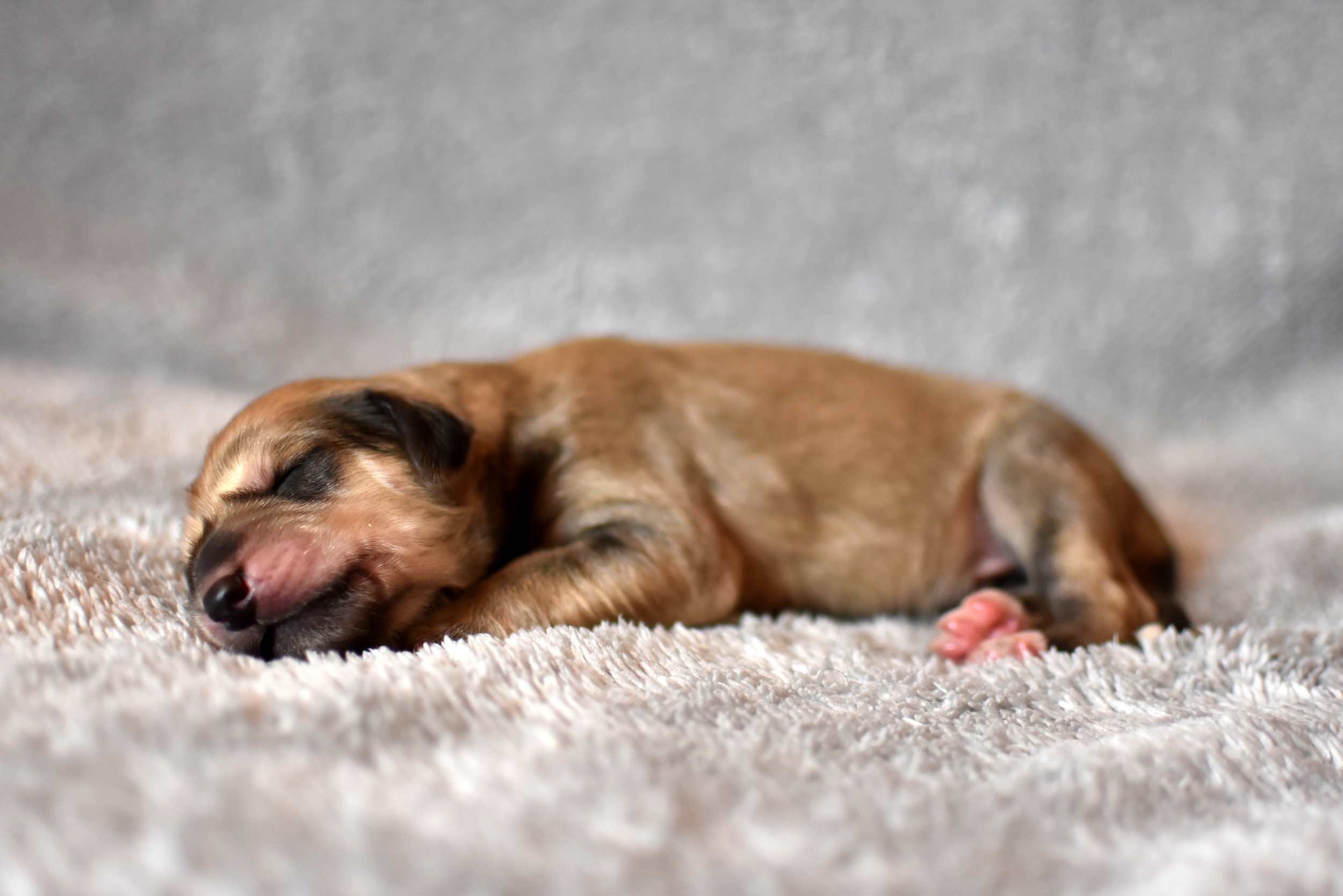 Shahdad Saluki Welpen, G-Wurf, Rüde Nr.5