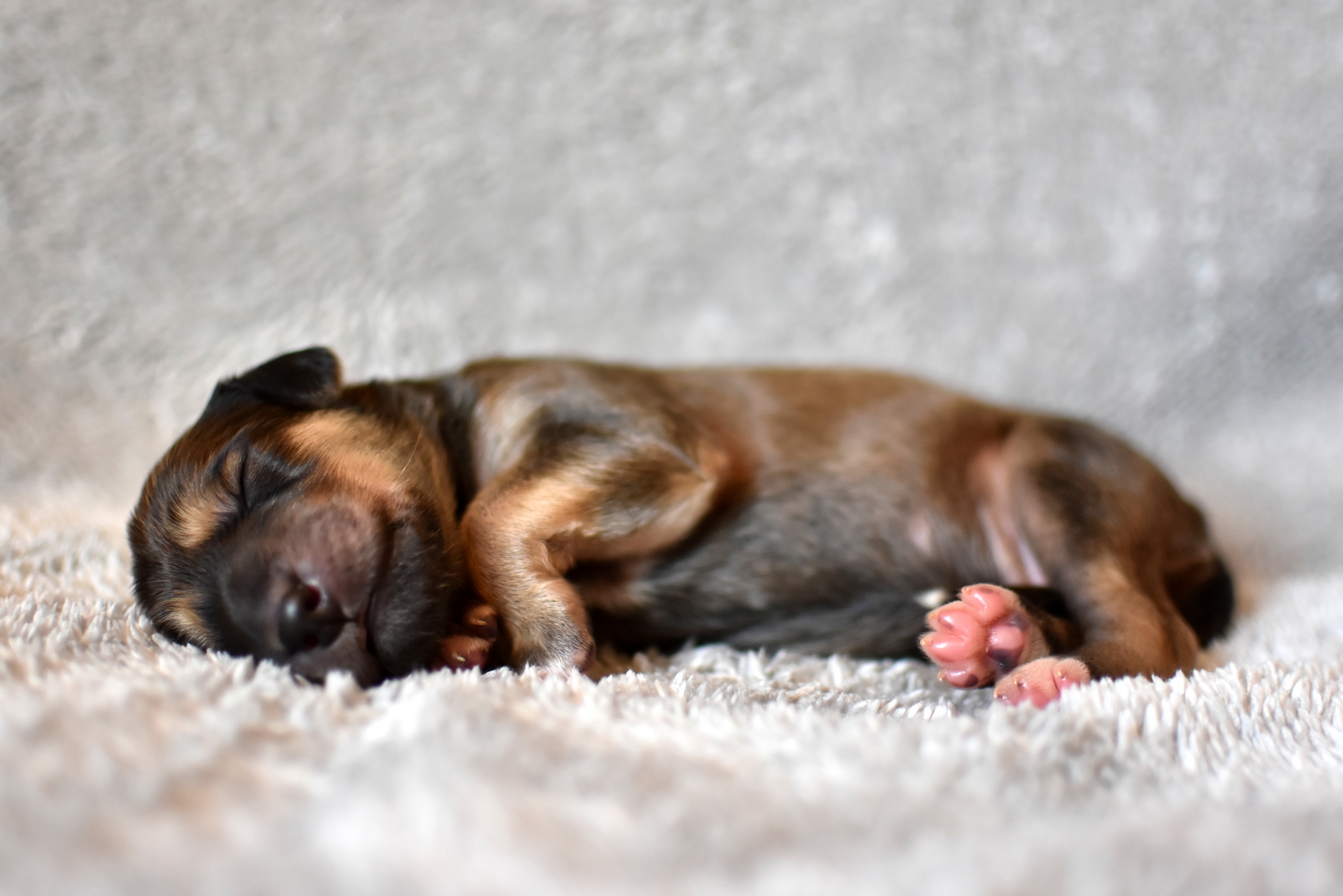 Shahdad Saluki Welpen, G-Wurf, Rüde Nr.3