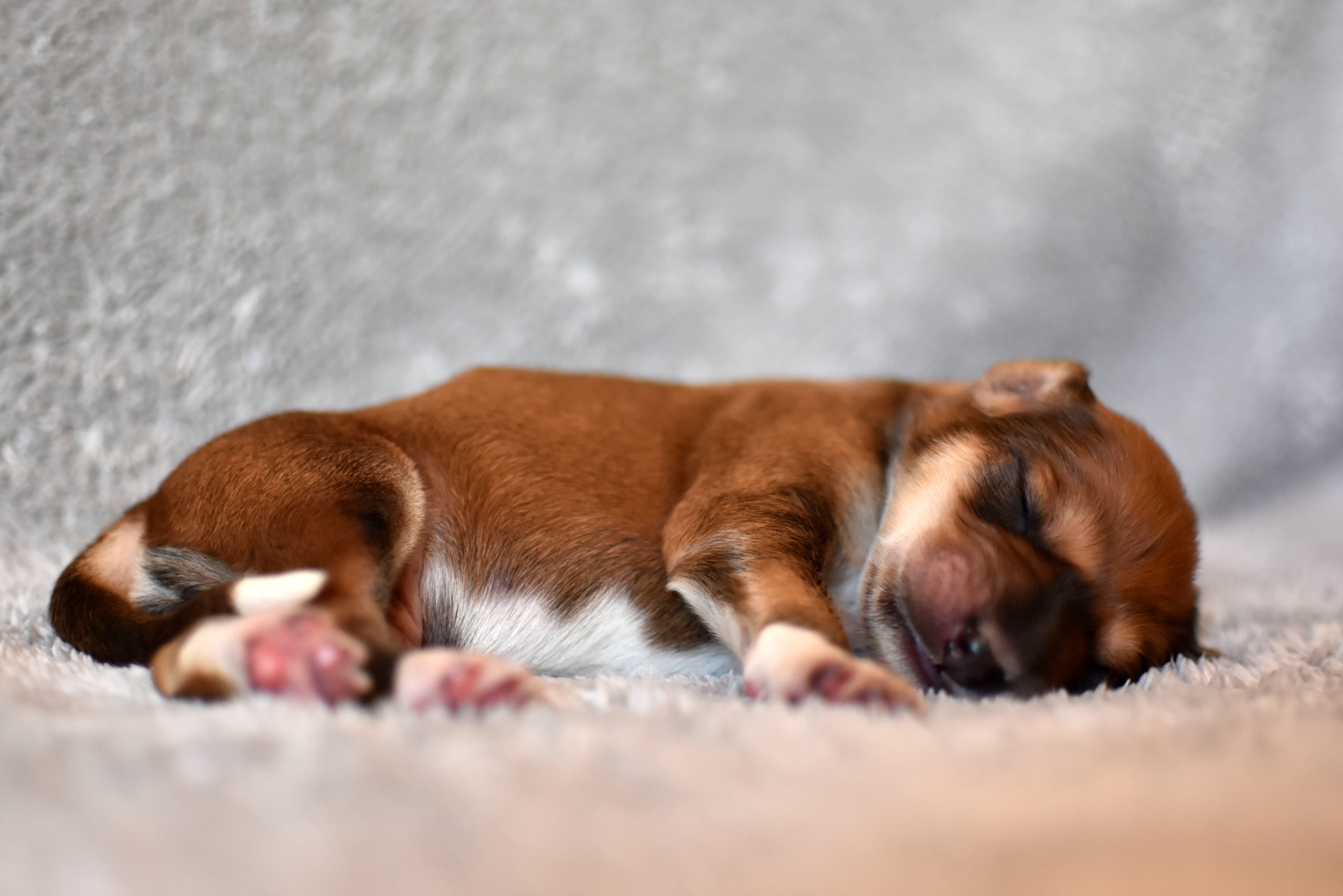 Shahdad Saluki Welpen, G-Wurf, Rüde Nr.2