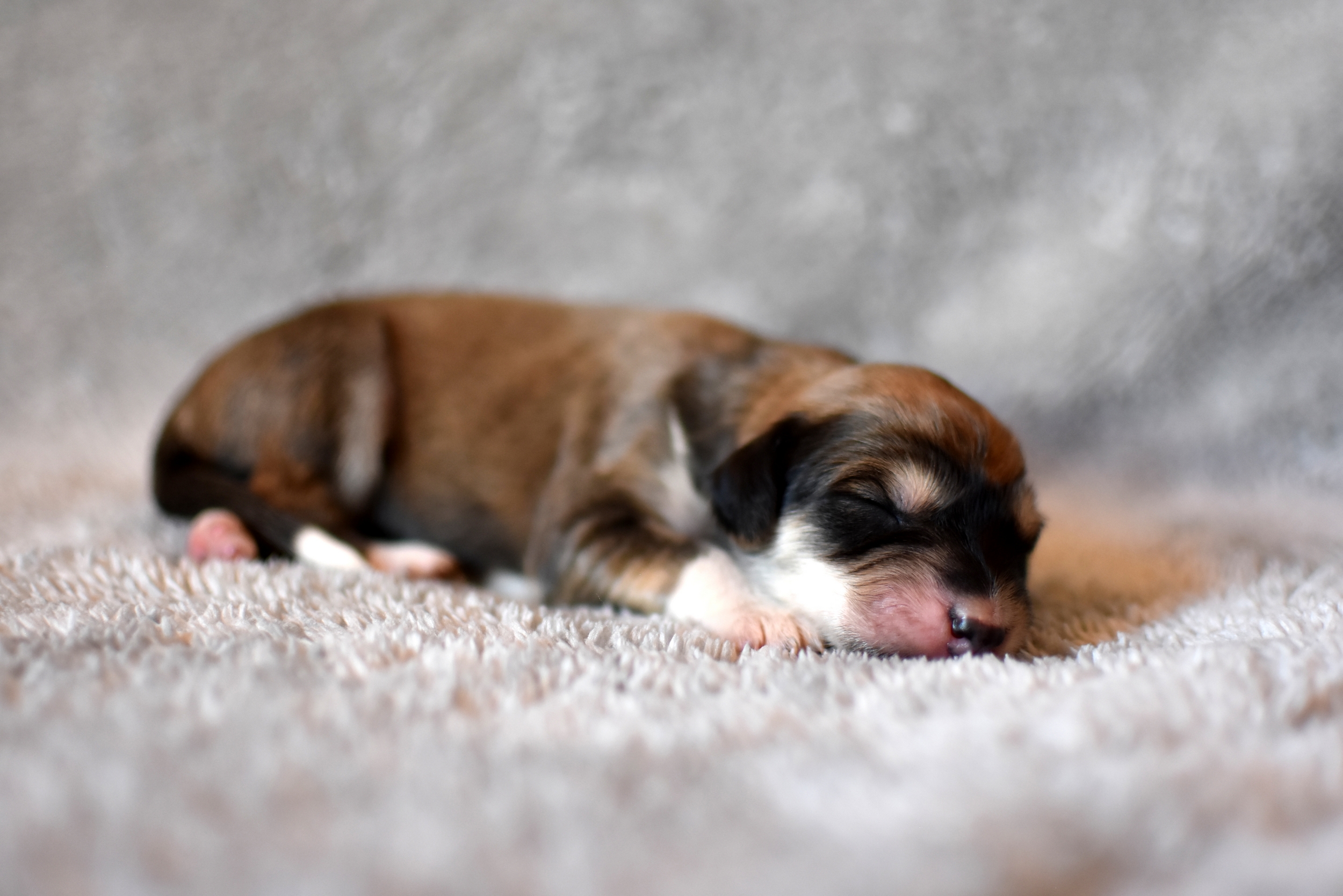 Shahdad Saluki Welpen, G-Wurf, Hündin Nr.6