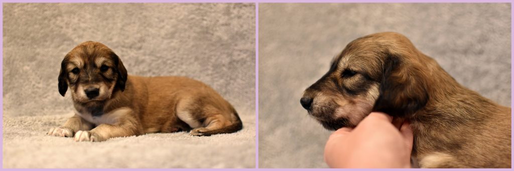 Shahdad Saluki Welpe, Hündin, 3,5 Wochen alt