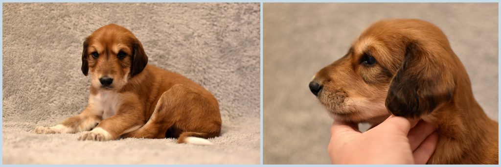 Shahdad Saluki Welpe, Rüde, 3,5 Wochen alt