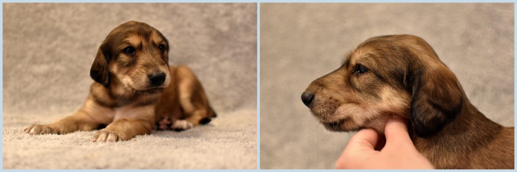 Shahdad Saluki Welpe, Rüde, 3,5 Wochen alt