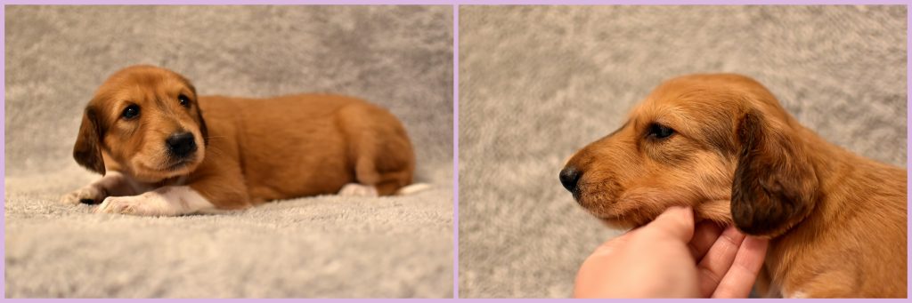 Shahdad Saluki Welpe, Hündin , 3,5 Wochen alt