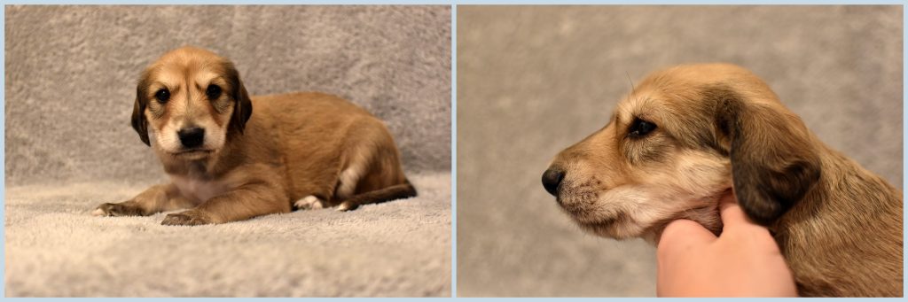 Shahdad Saluki Welpe, Rüde, 3,5 Wochen alt