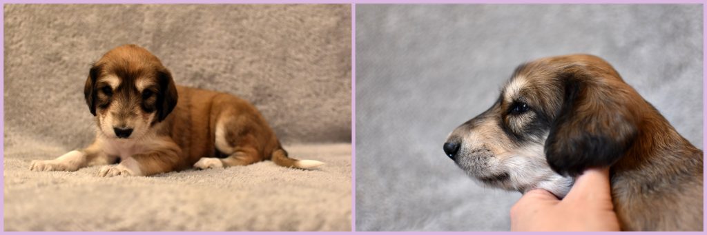 Shahdad Saluki Welpe, Hündin, 3,5 Wochen alt