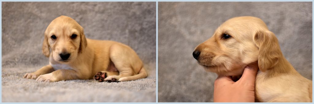 Shahdad Saluki Welpe, Rüde, 3,5 Wochen alt