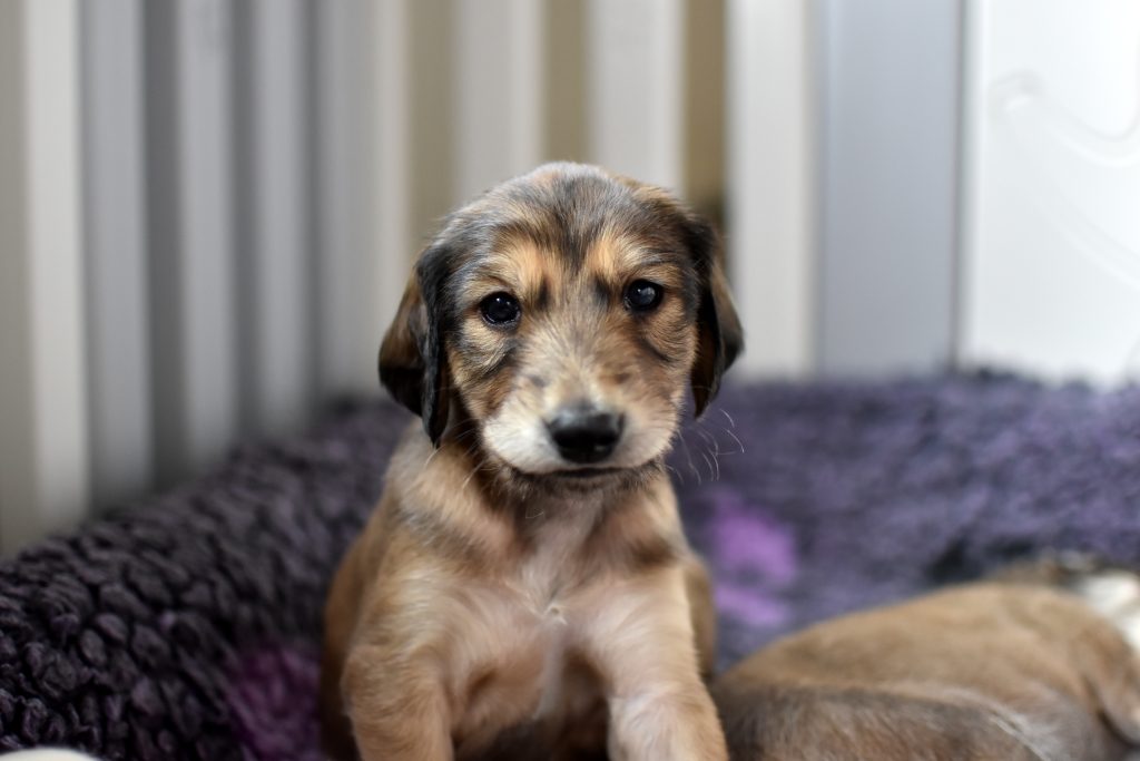 Shahdad Salukis, G-Wurf Welpen im neuen Auslauf