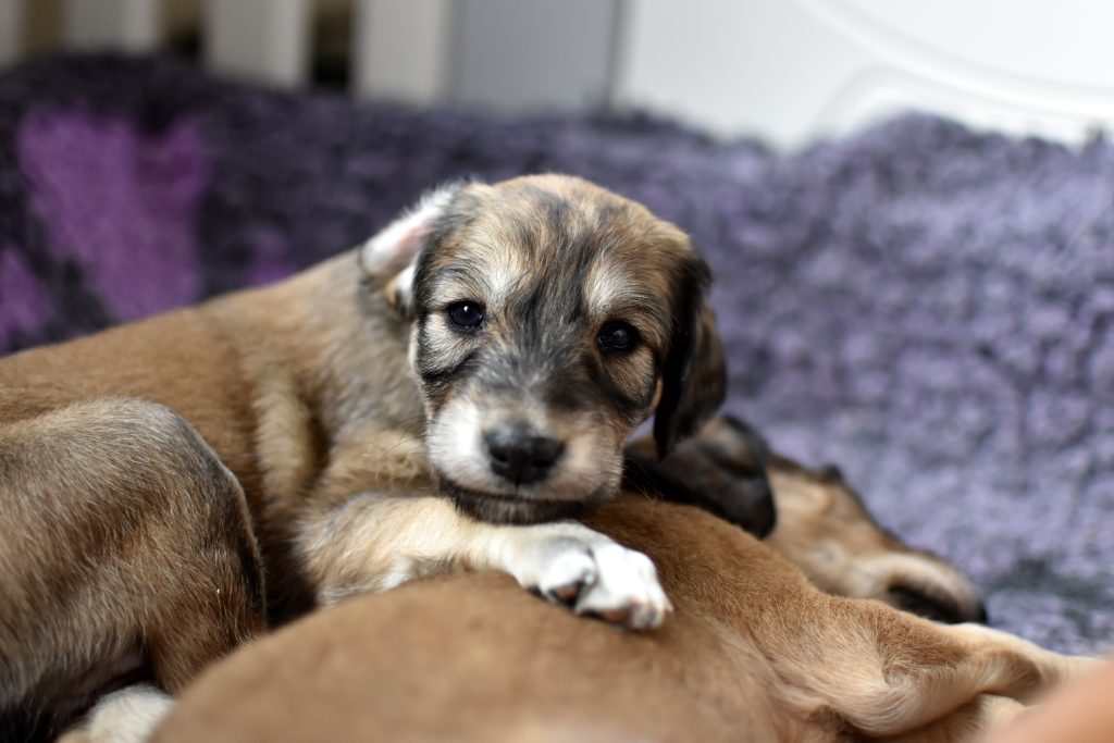 Kleine Salukiwelpen im Alter von 4 Wochen in der deutschen Salukizuchtstätte Shahdad