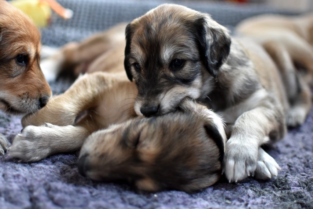 Shahdad Salukis, G-Wurf Welpen beim Spielen