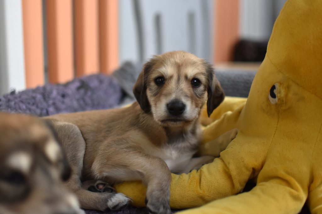 Neugierige Salukiwelpen in der deutschen Salukizuchtstätte Shahdad