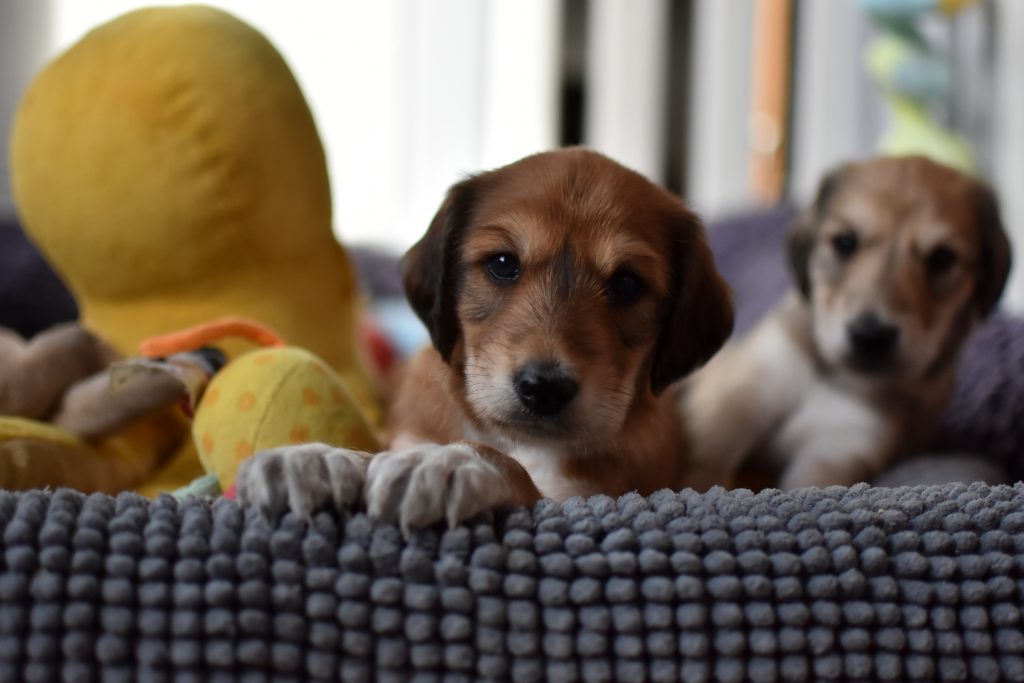 Shahdad Saluki Welpen, Rüde, 4 Wochen alt