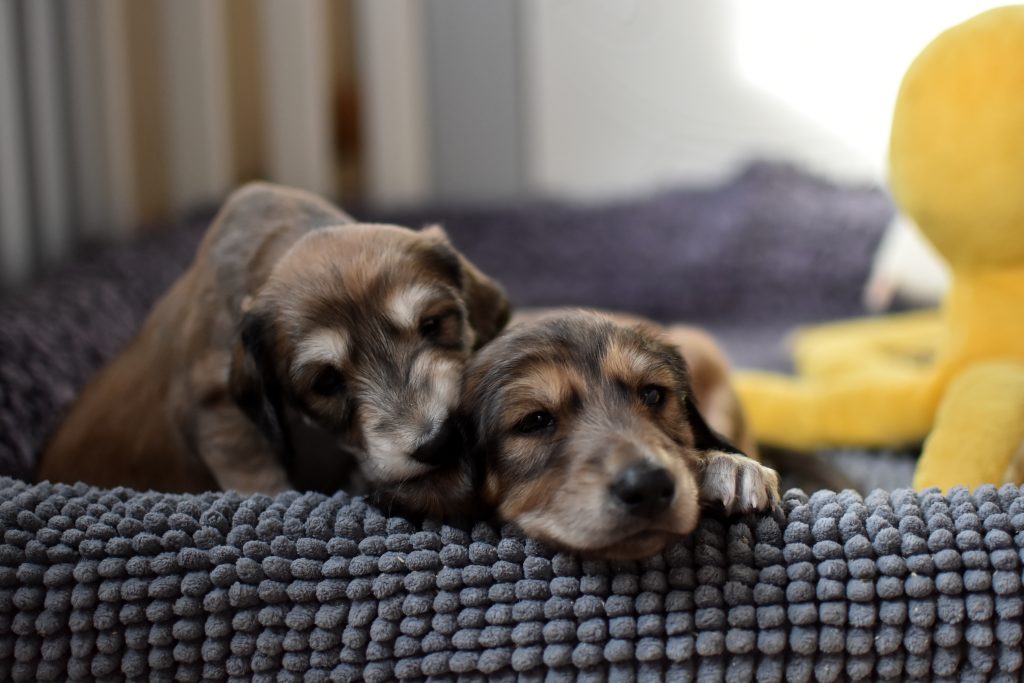 G-Wurf Welpen Auslauf bei Shahdad Salukis
