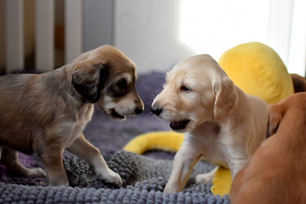 Saluki G-Wurf Welpen erkunden den Auslauf