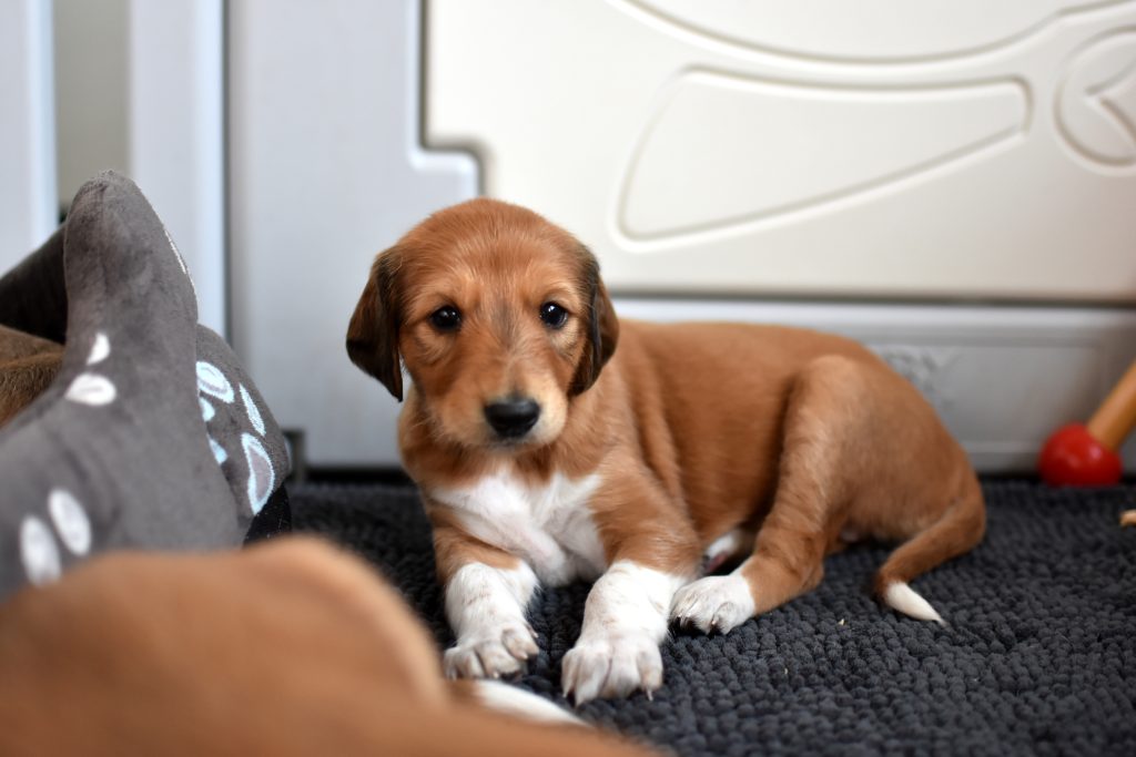 Salukiwelpen im Zwinger Shahdad