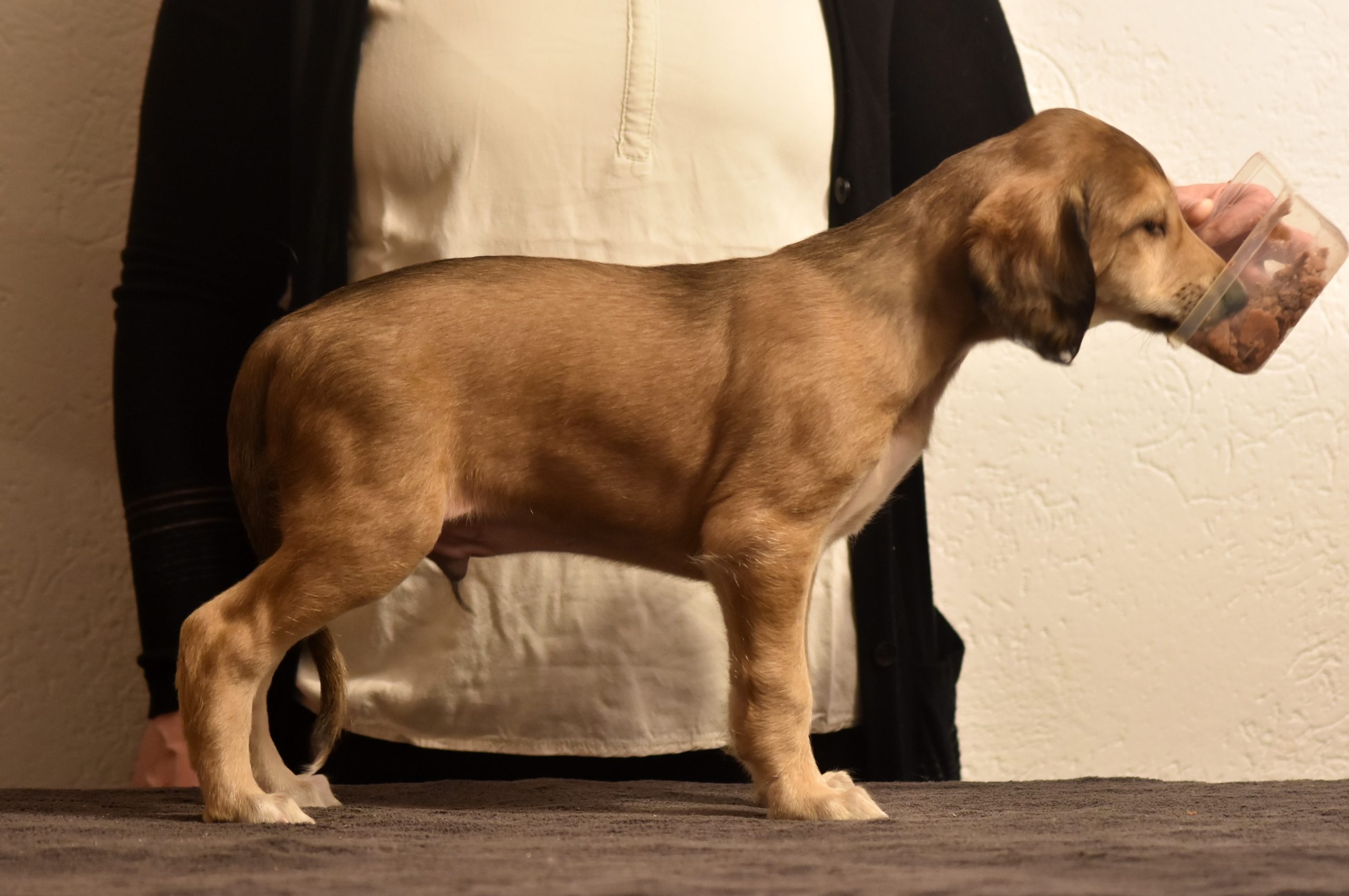 Shahdad Saluki Welpen, G-Wurf, Rüde Nr.3