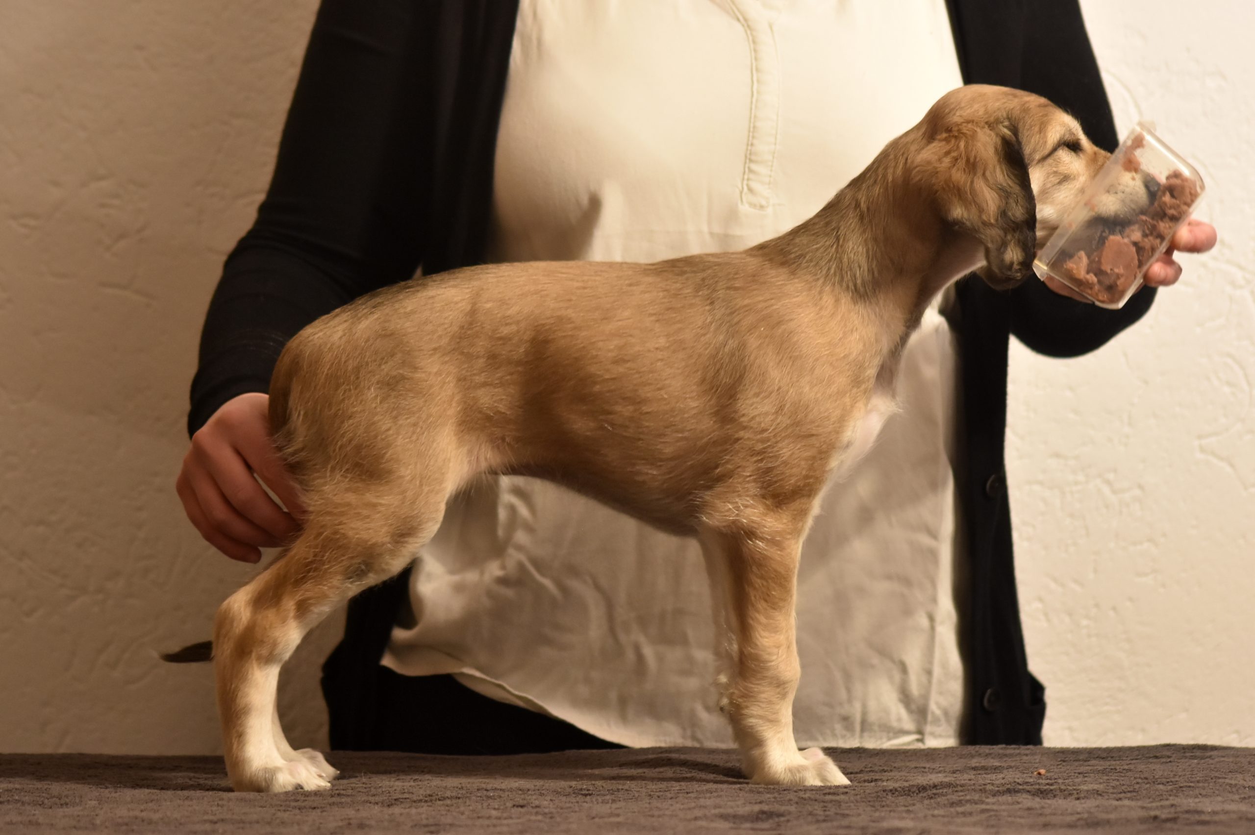 Shahdad Saluki Welpen, G-Wurf, Hündin Nr.1