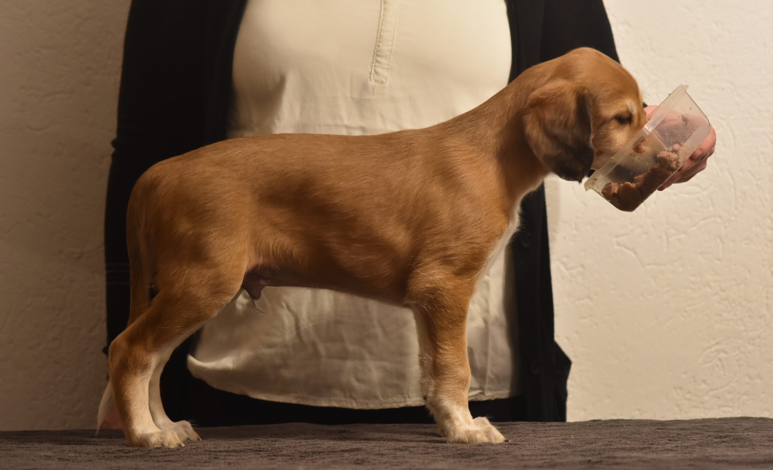Shahdad Saluki Welpen, G-Wurf, Rüde Nr.2