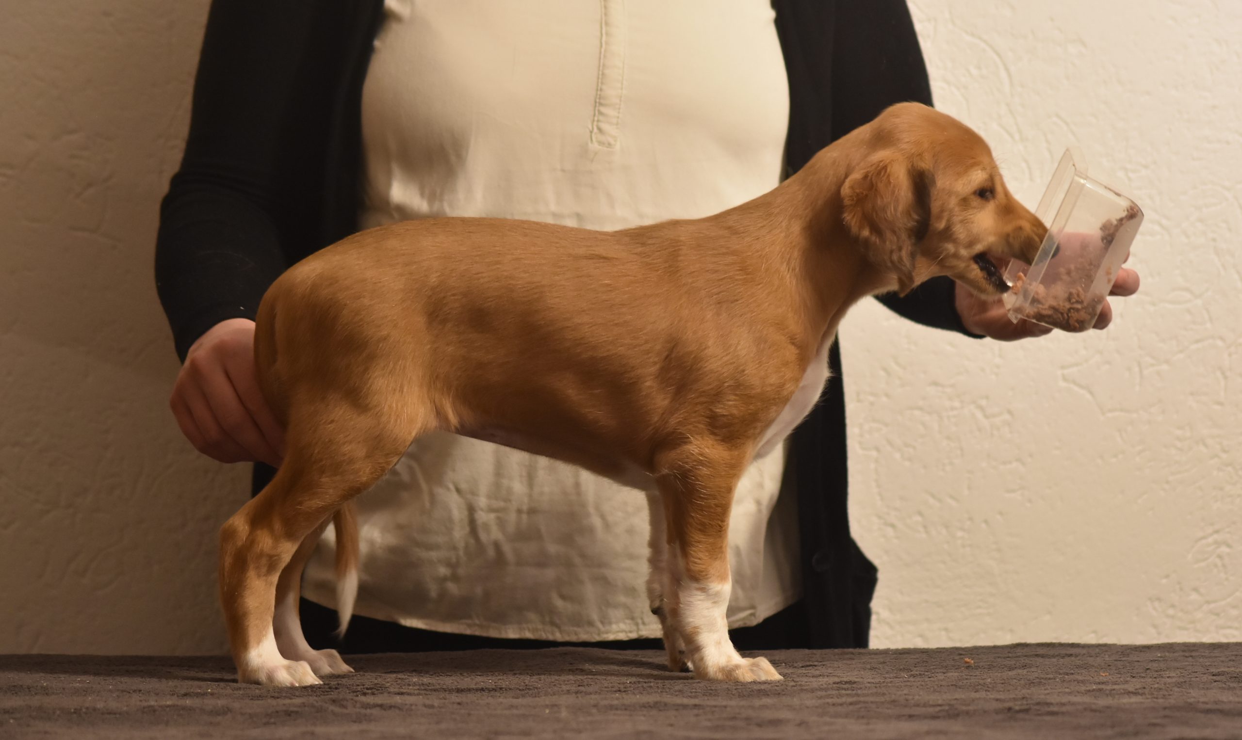 Shahdad Saluki Welpen, G-Wurf, Hündin Nr.4