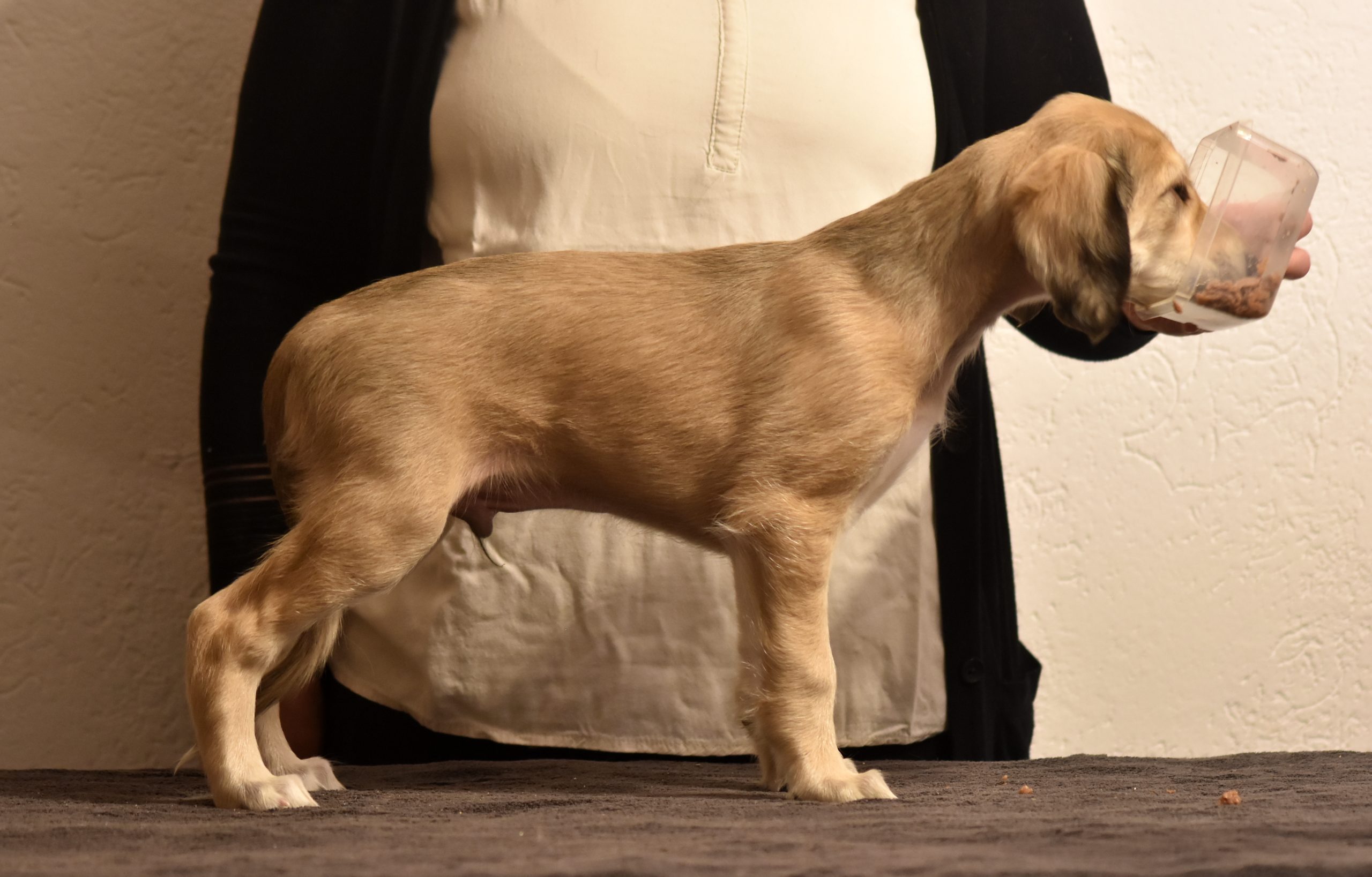 Shahdad Saluki Welpen, G-Wurf, Rüde Nr.5
