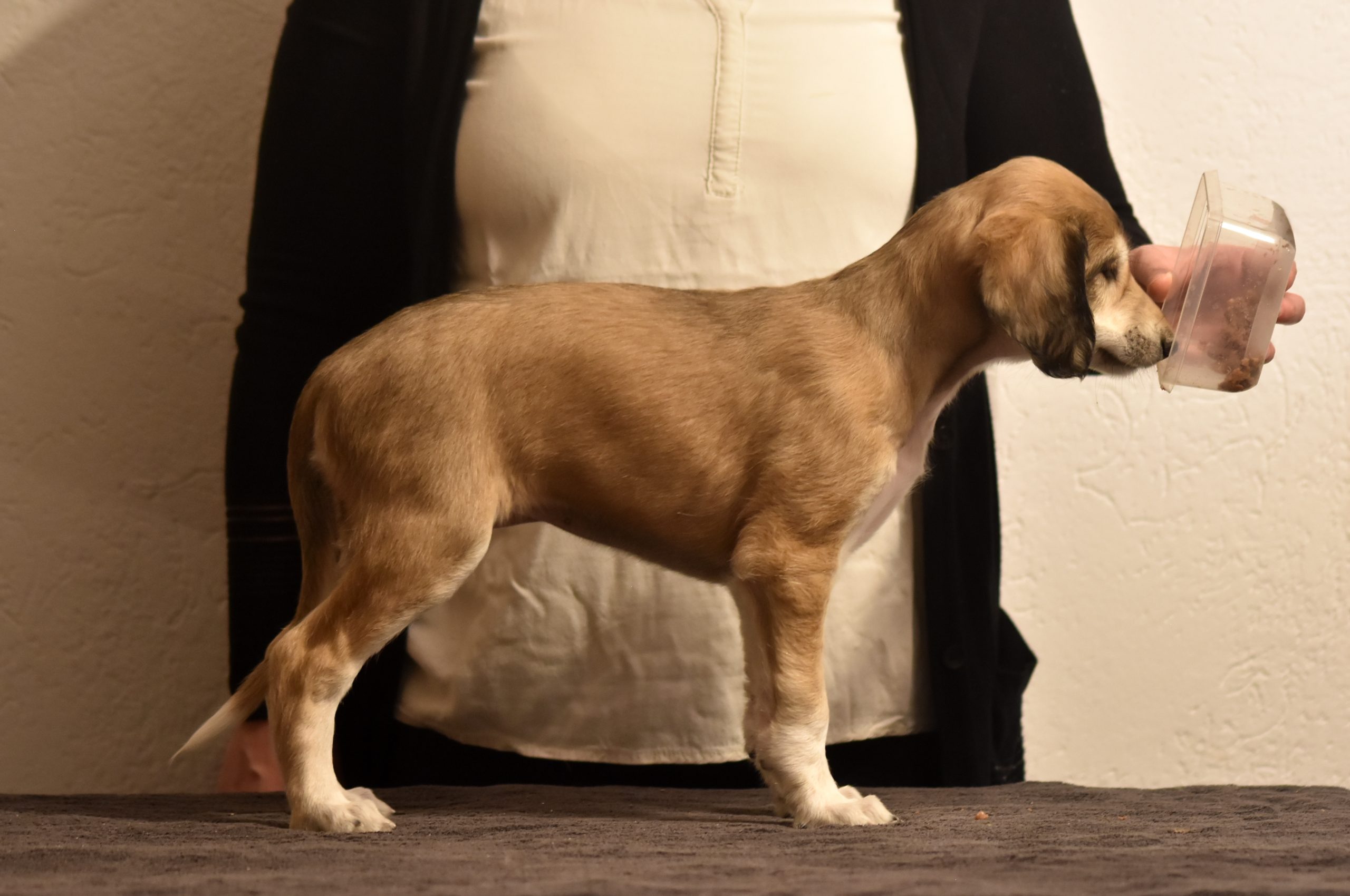 Shahdad Saluki Welpen, G-Wurf, Hündin Nr.6