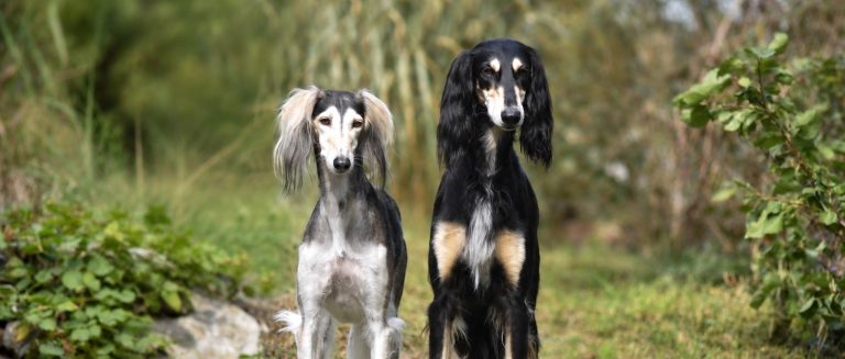 We hope for puppies!